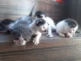 Gatinhos de rua
