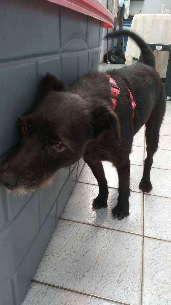 Cachorro ra a Vira lata idade 3 anos nome Neguinho