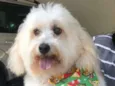 Biscoito