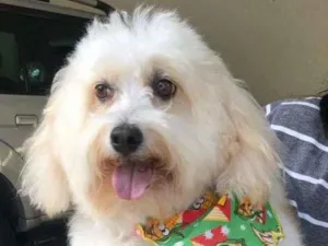 Cachorro raça SRD-ViraLata idade 6 ou mais anos nome Biscoito