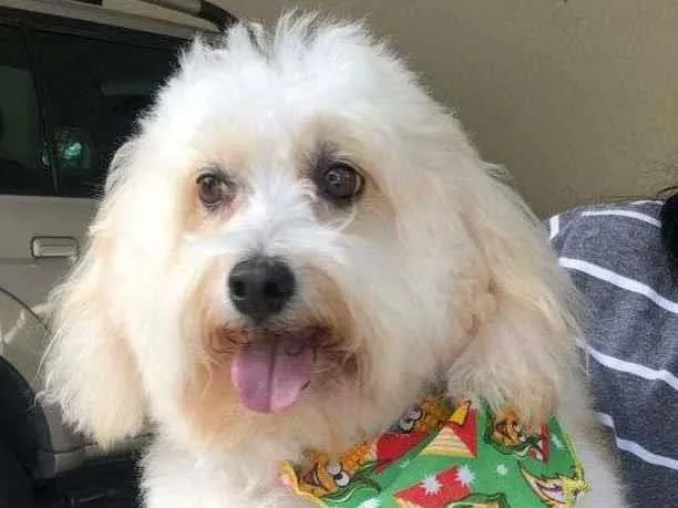 Cachorro ra a SRD-ViraLata idade 6 ou mais anos nome Biscoito