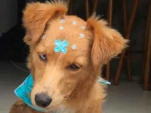 Cachorro raça SRD-ViraLata idade 1 ano nome Bolacha