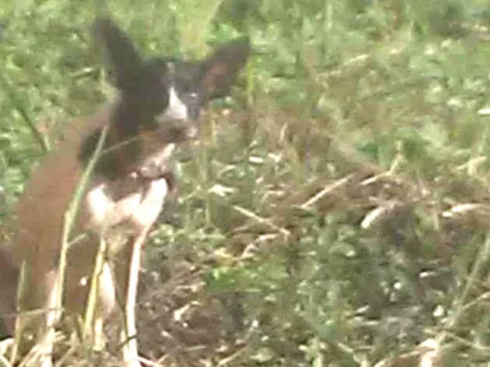 Cachorro ra a Vira lata idade 4 anos nome Belinha