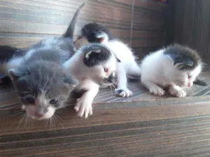 Gato raça Nao definida idade Abaixo de 2 meses nome Gatinhos de rua