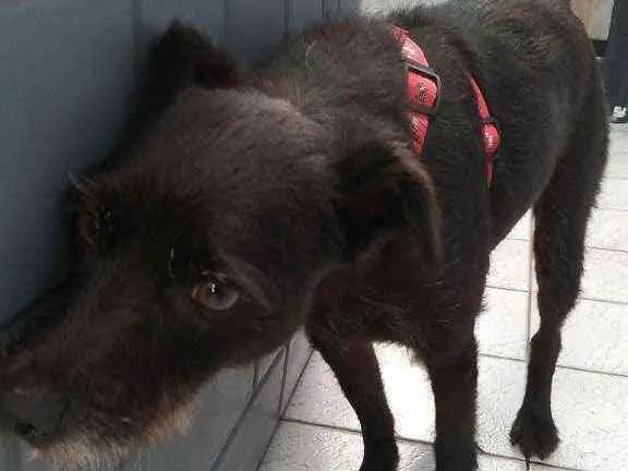 Cachorro ra a Vira lata idade 3 anos nome Neguinho