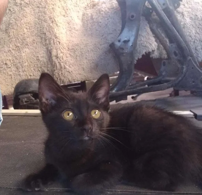 Gato raça SRD-ViraLata idade 2 a 6 meses nome Batman