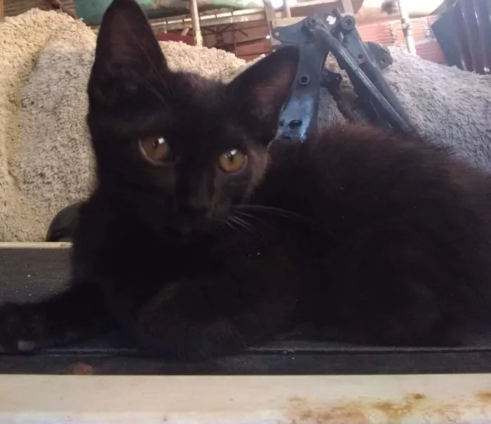 Gato raça SRD-ViraLata idade 2 a 6 meses nome Batman