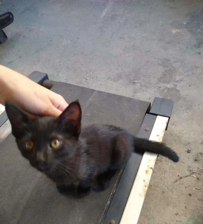 Gato raça SRD-ViraLata idade 2 a 6 meses nome Batman