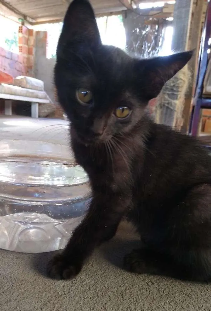 Gato raça SRD-ViraLata idade 2 a 6 meses nome Batman