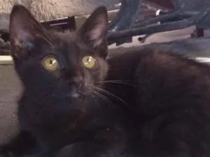 Gato raça SRD-ViraLata idade 2 a 6 meses nome Batman