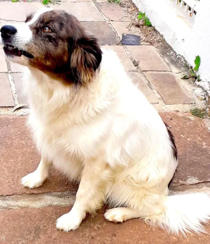 Cachorro ra a SRD-ViraLata idade 6 ou mais anos nome Pirata