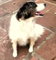 Pirata