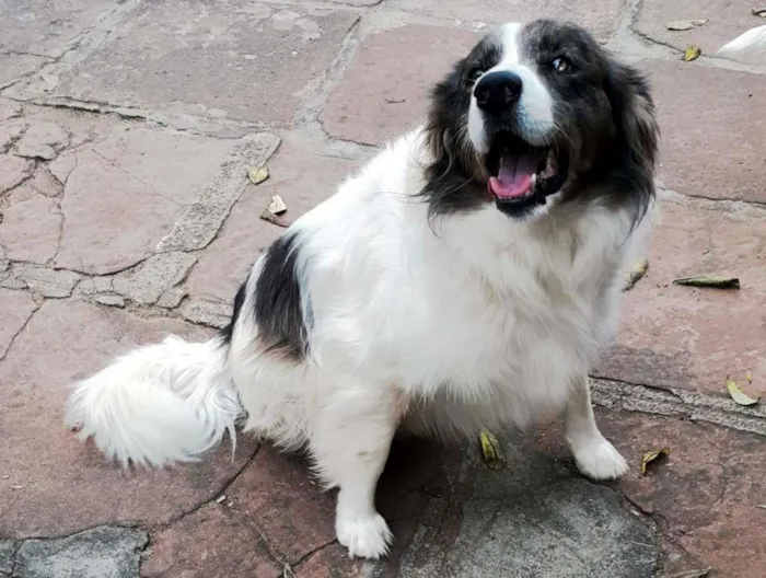 Cachorro ra a SRD-ViraLata idade 6 ou mais anos nome Pirata