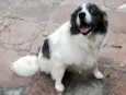 Pirata