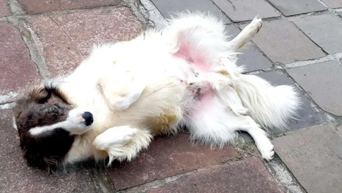 Cachorro ra a SRD-ViraLata idade 6 ou mais anos nome Pirata