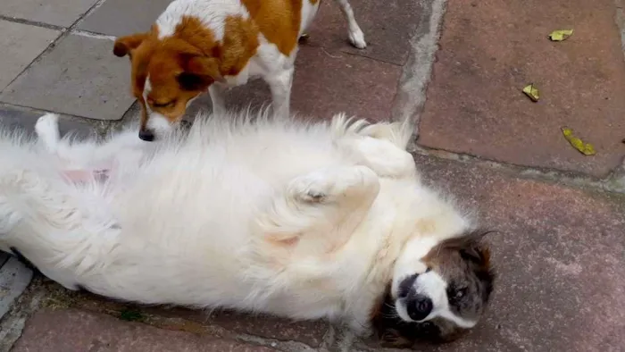 Cachorro ra a SRD-ViraLata idade 6 ou mais anos nome Pirata