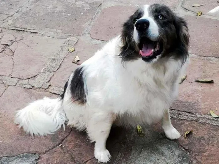 Cachorro ra a SRD-ViraLata idade 6 ou mais anos nome Pirata