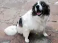 Pirata