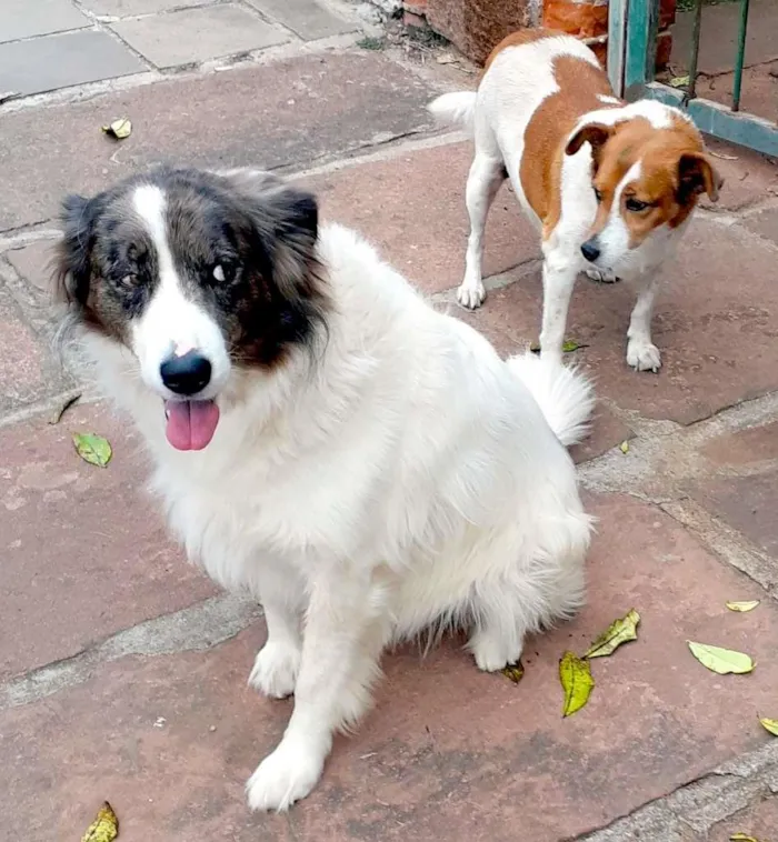 Cachorro ra a SRD-ViraLata idade 6 ou mais anos nome Princesa