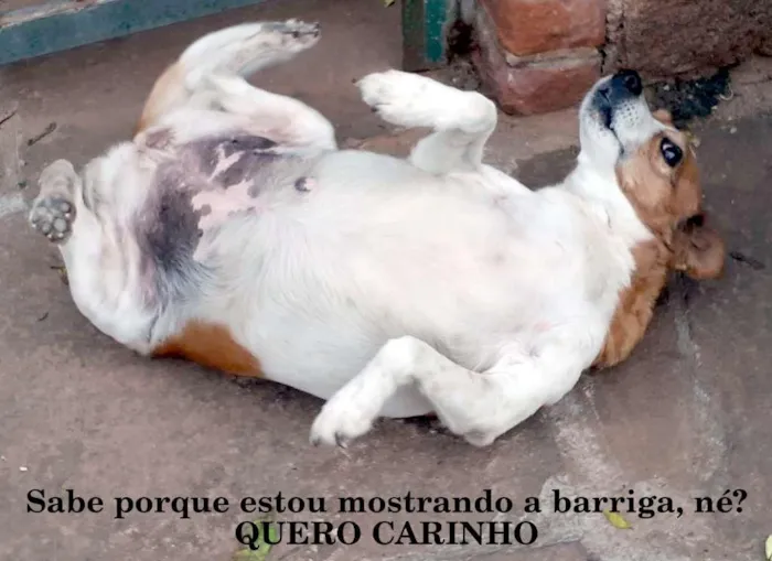 Cachorro ra a SRD-ViraLata idade 6 ou mais anos nome Princesa
