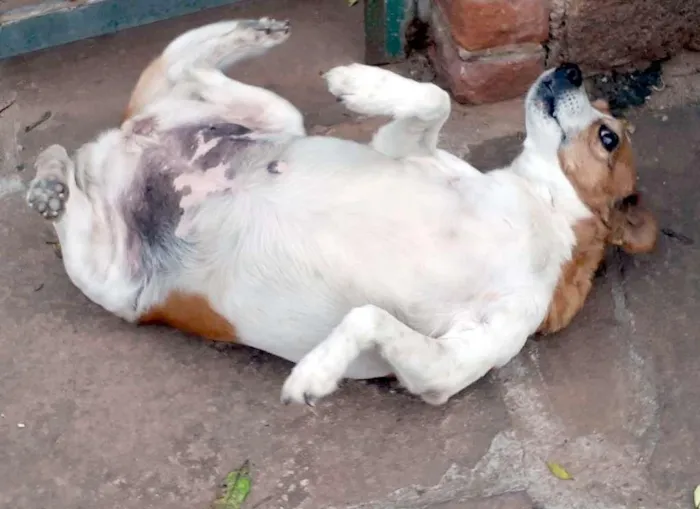Cachorro ra a SRD-ViraLata idade 6 ou mais anos nome Princesa