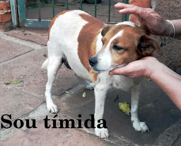 Cachorro ra a SRD-ViraLata idade 6 ou mais anos nome Princesa