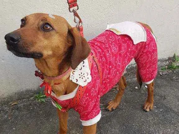 Cachorro raça SRD idade 1 ano nome Mel