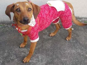Cachorro raça SRD idade 1 ano nome Mel