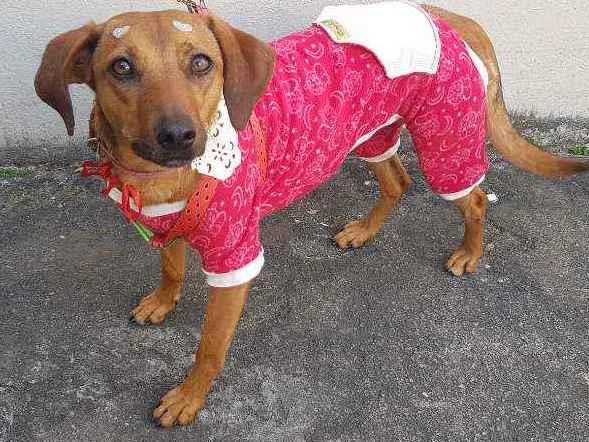 Cachorro raça SRD idade 1 ano nome Mel