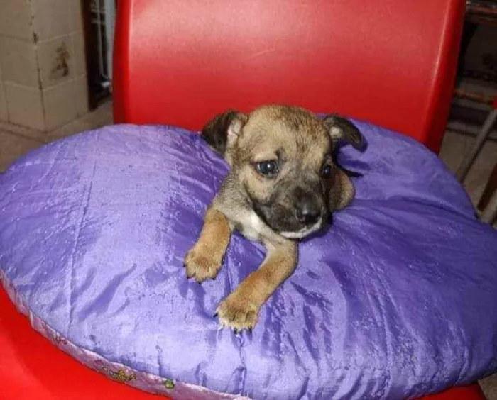 Cachorro ra a SRD idade Abaixo de 2 meses nome Any