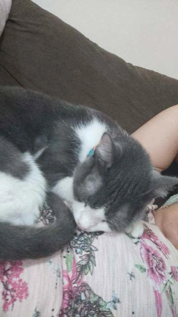 Gato ra a S/ raça definida idade 2 a 6 meses nome Albert