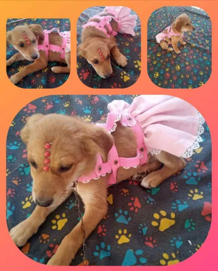 Cachorro ra a SRD idade 2 a 6 meses nome Dandara