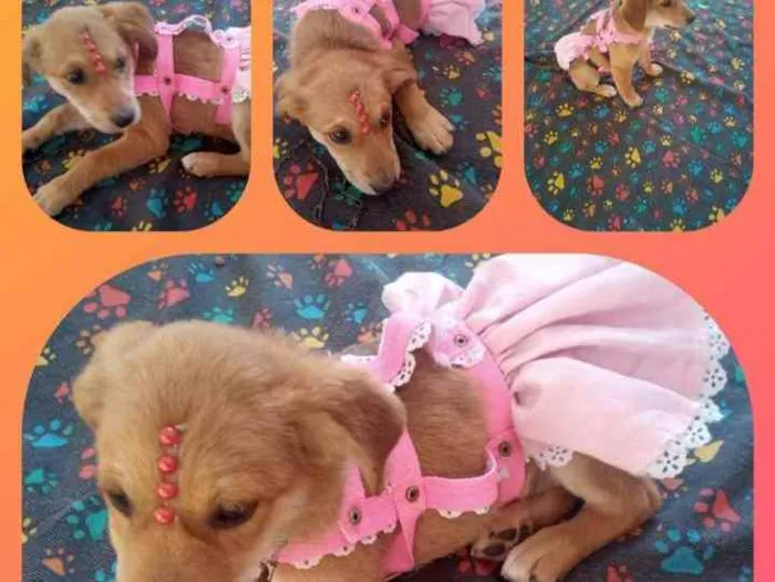 Cachorro ra a SRD idade 2 a 6 meses nome Dandara
