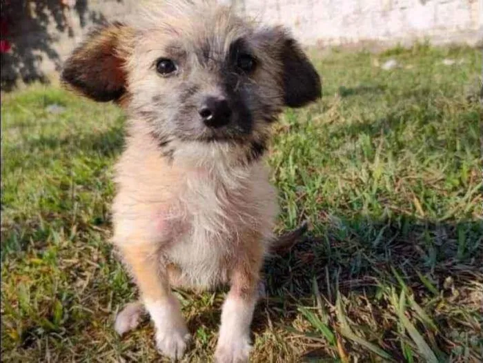 Cachorro ra a SRD idade 2 a 6 meses nome Alanna