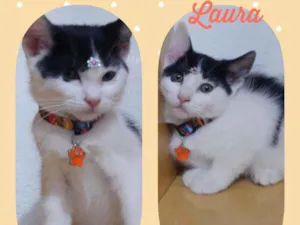 Gato raça SRD  idade Abaixo de 2 meses nome Laura 