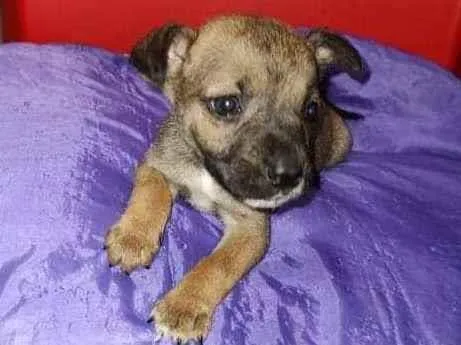Cachorro ra a SRD idade Abaixo de 2 meses nome Any