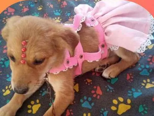 Cachorro ra a SRD idade 2 a 6 meses nome Dandara