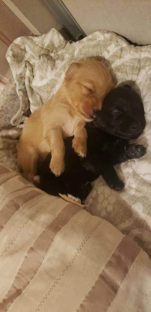 Cachorro ra a SRD idade Abaixo de 2 meses nome FILHOTES