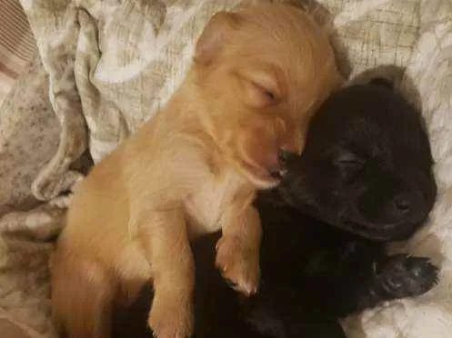 Cachorro ra a SRD idade Abaixo de 2 meses nome FILHOTES