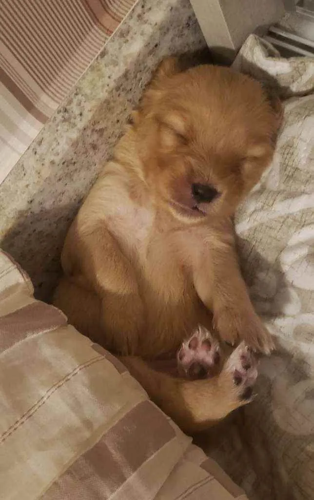 Cachorro ra a SRD idade Abaixo de 2 meses nome FILHOTES