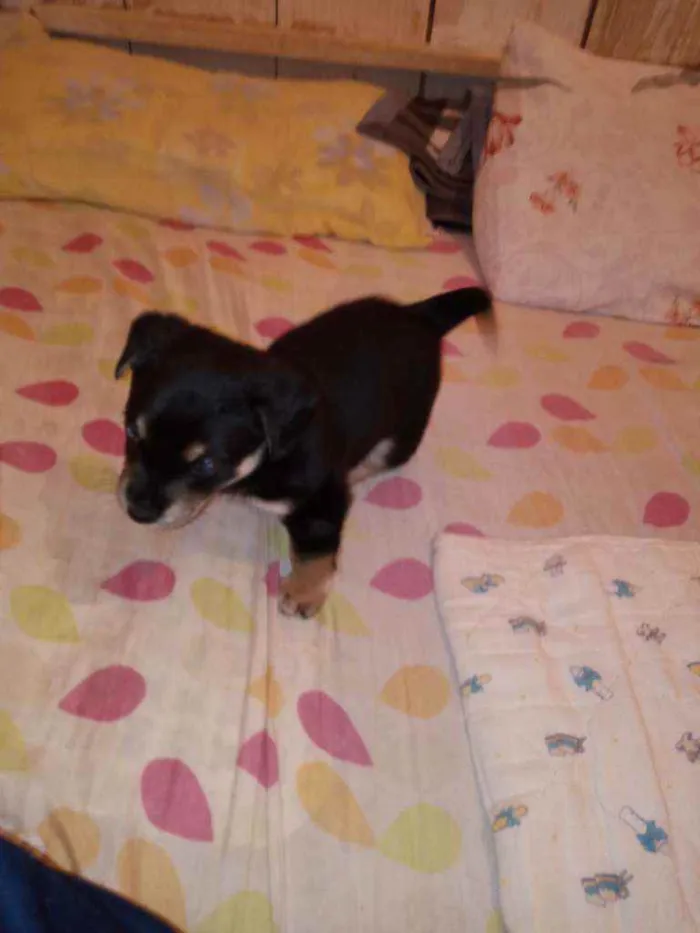 Cachorro ra a Hotvailer idade 2 a 6 meses nome Bernardo