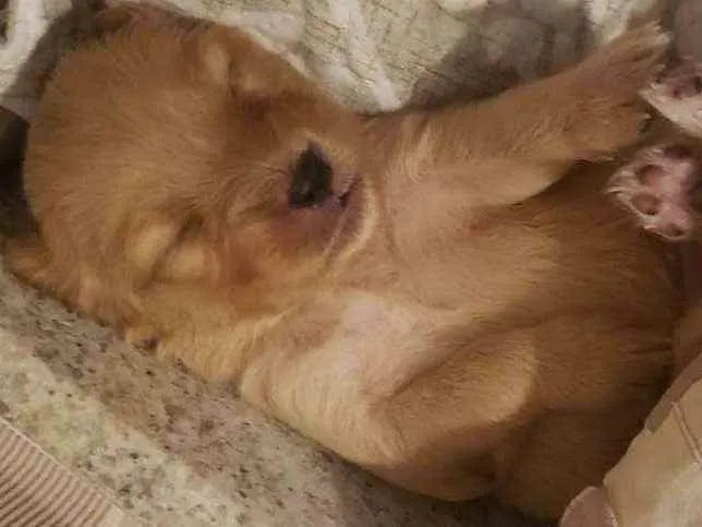 Cachorro ra a SRD idade Abaixo de 2 meses nome FILHOTES