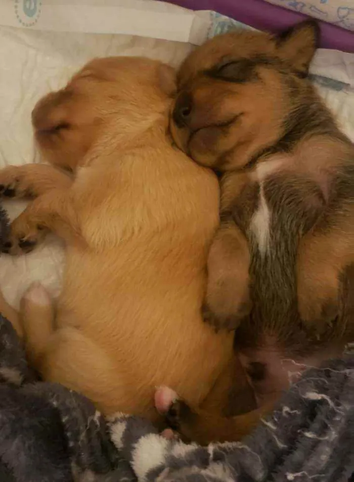 Cachorro ra a SRD idade Abaixo de 2 meses nome FILHOTES