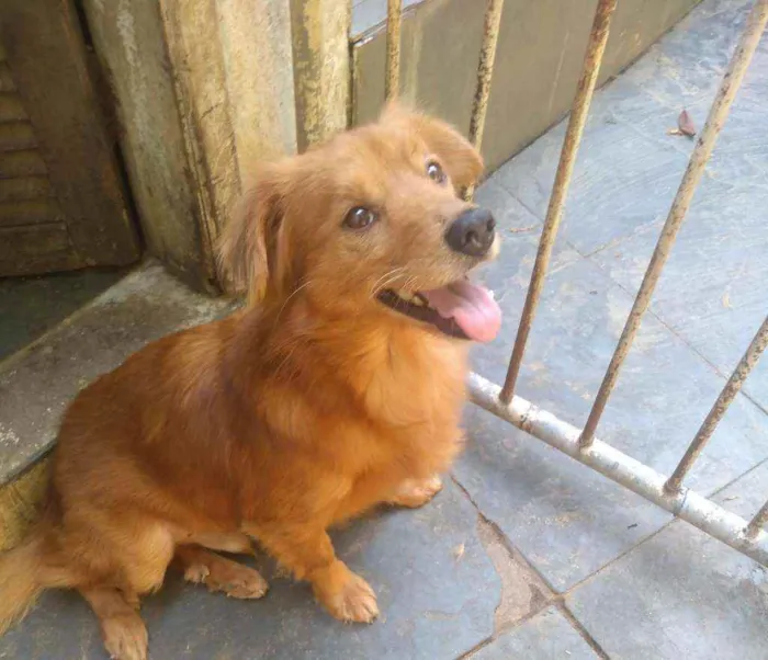 Cachorro ra a SRD idade  nome Brad Pitt
