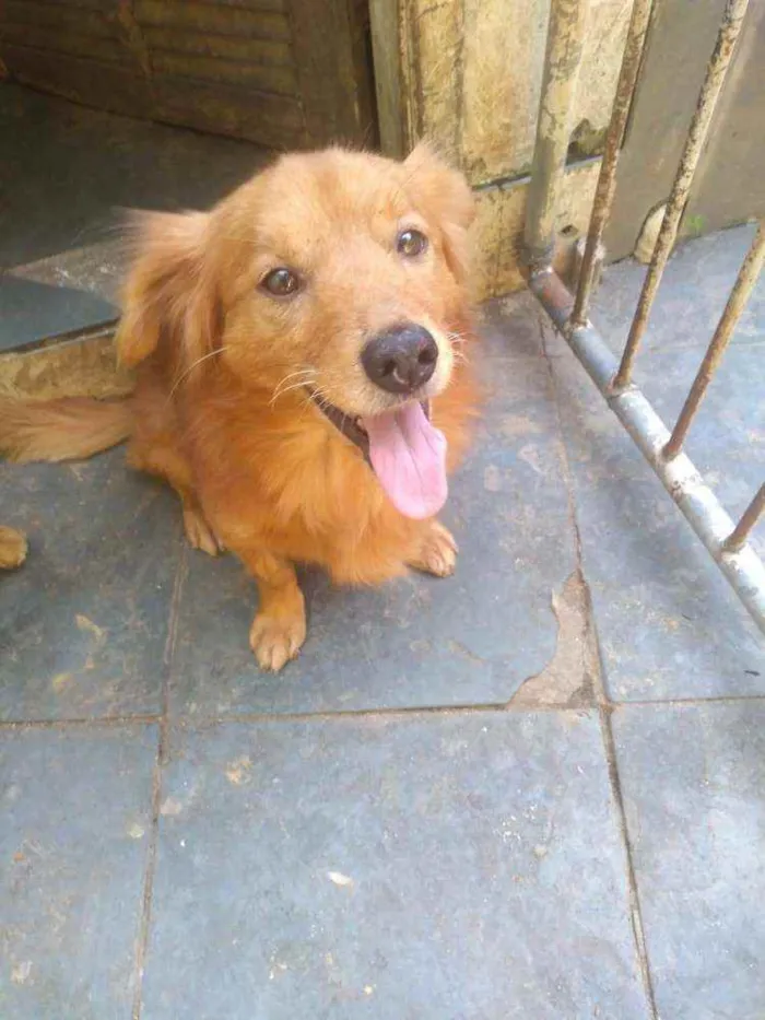 Cachorro ra a SRD idade  nome Brad Pitt