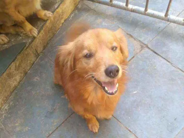 Cachorro ra a SRD idade  nome Brad Pitt