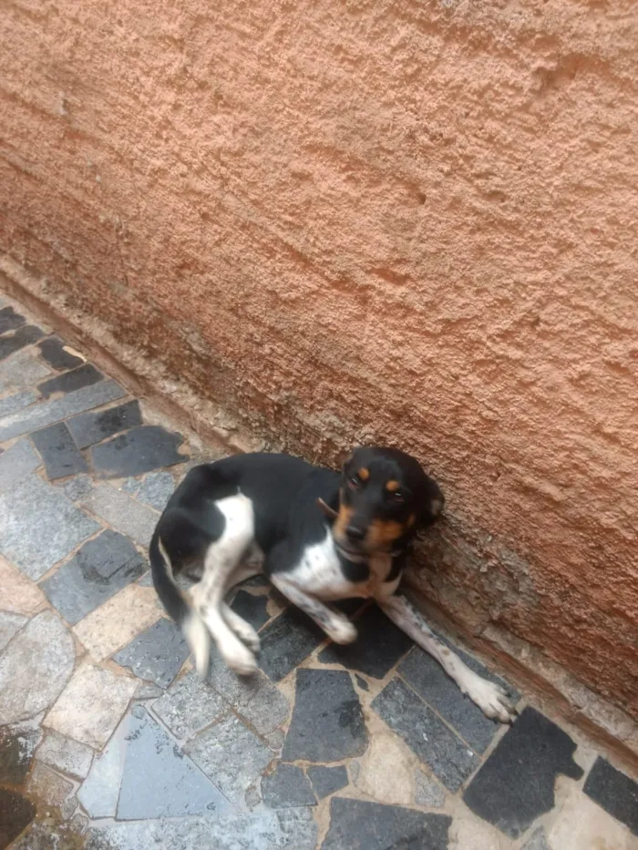 Cachorro ra a Meio Fila idade 7 a 11 meses nome Pretinho