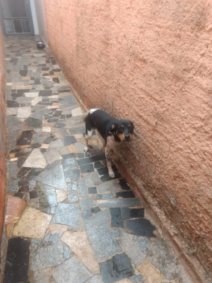 Cachorro ra a Meio Fila idade 7 a 11 meses nome Pretinho