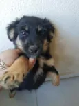 Neguinha 