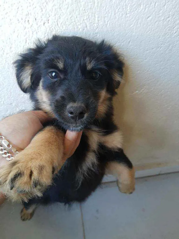 Cachorro ra a Srd idade 7 a 11 meses nome Neguinha 